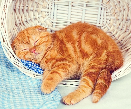 Кошачий сон