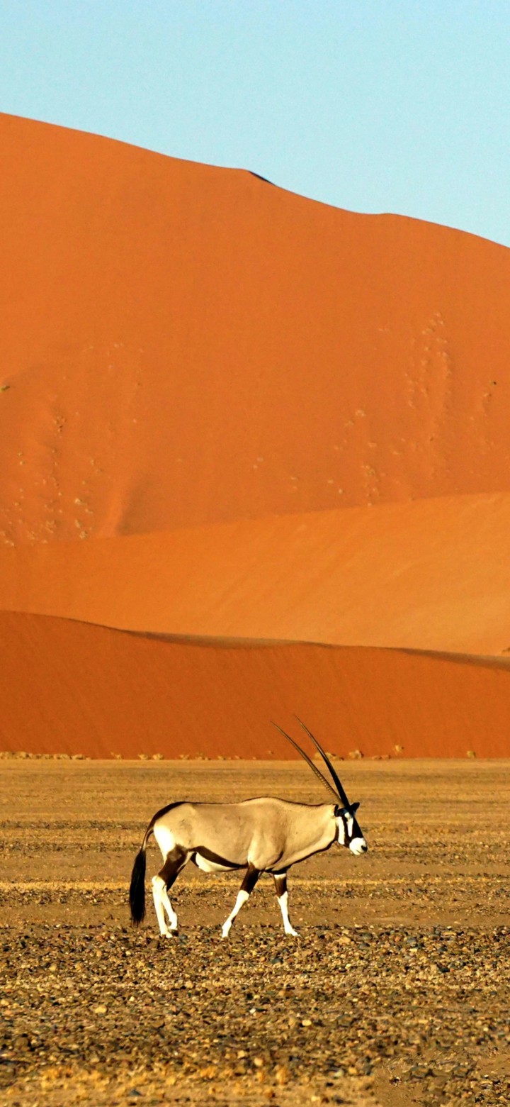 Desert antelope