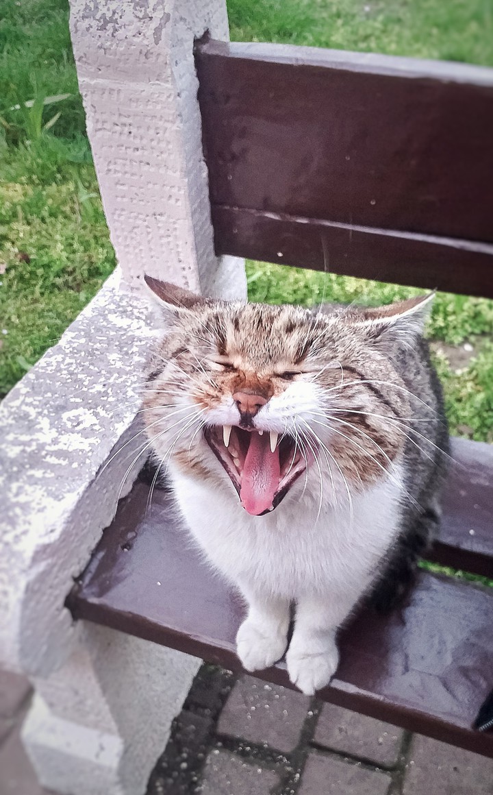 cat
