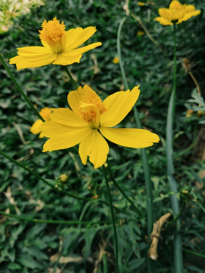 Beauty in the petals