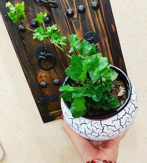 רקעים flower, ivy