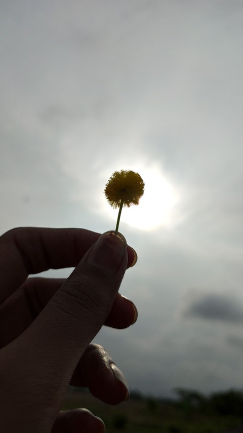 Sunkissed dandelion