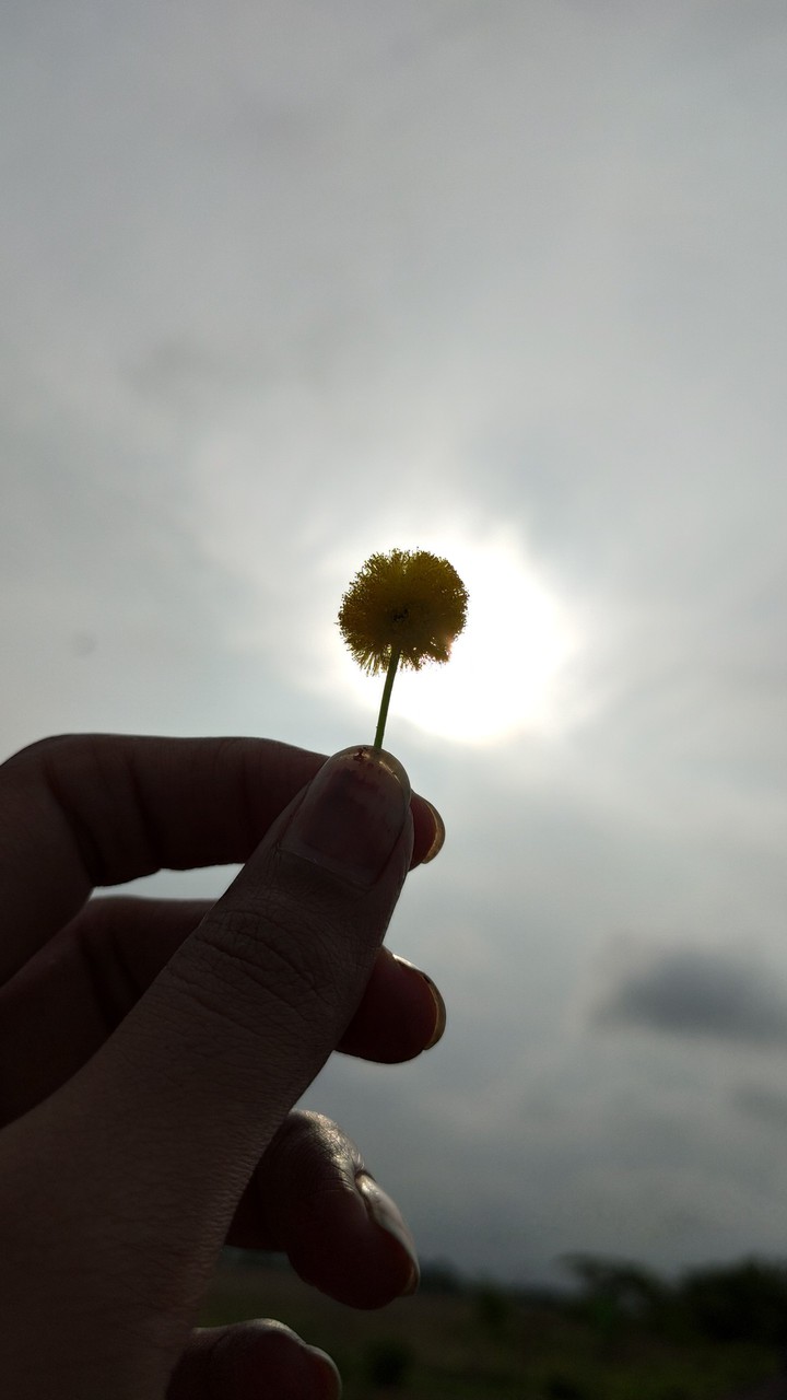Sunkissed dandelion