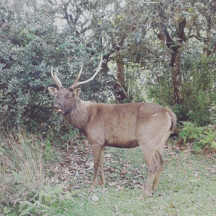 animal