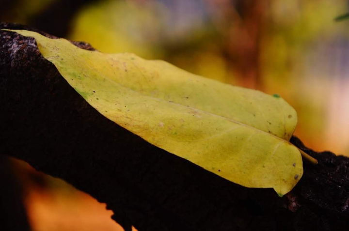 Lonely autumn leaf