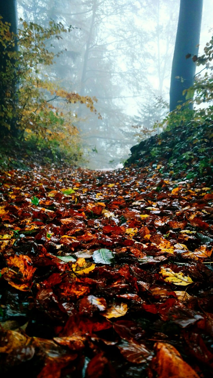 Fall