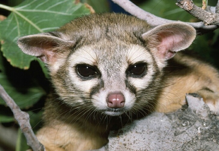 Cutest animal