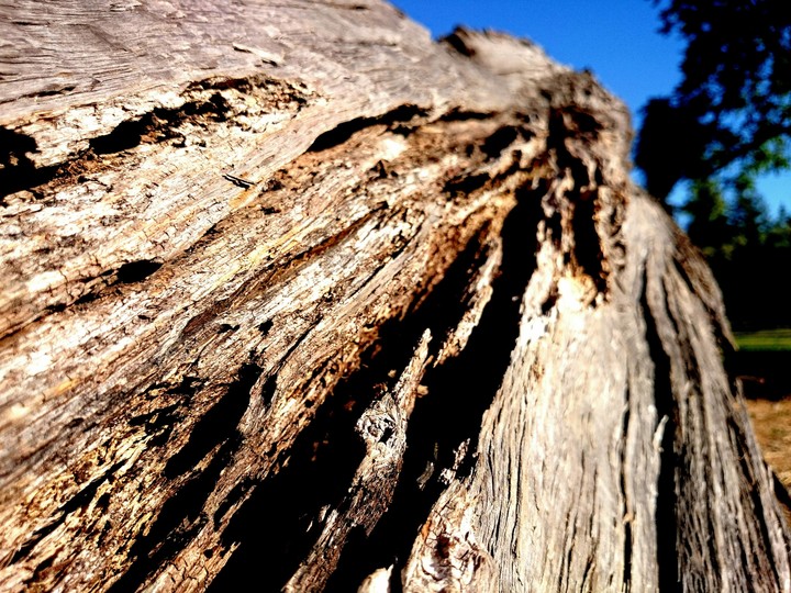 Tree..Wood..