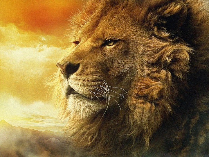 lion