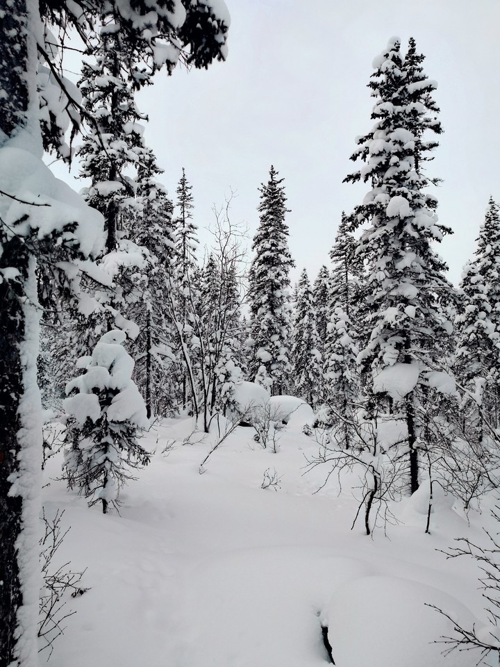 зимний лес