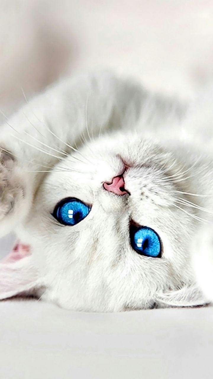 котик