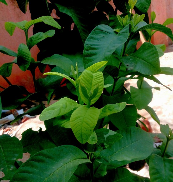 Tiny leaves budding after rainy days