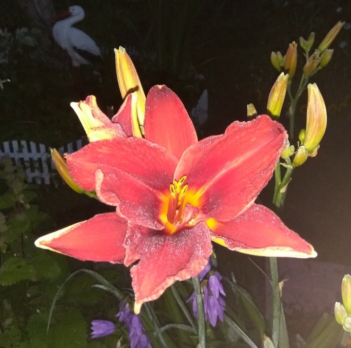 red flower