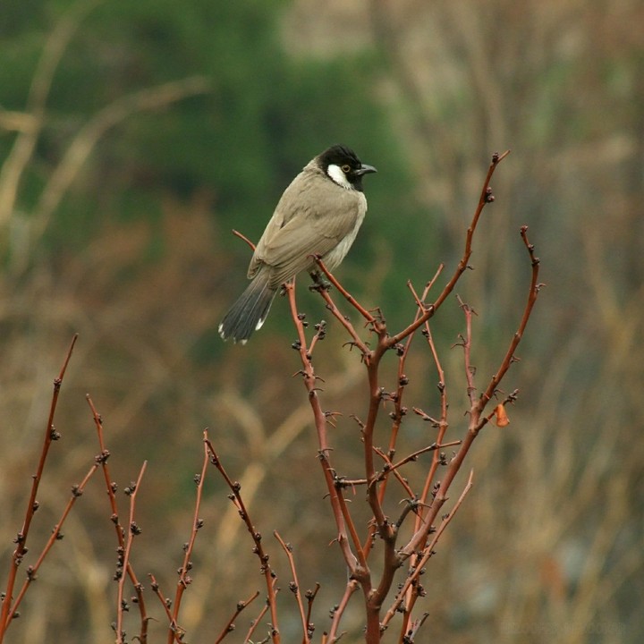 lovely bird