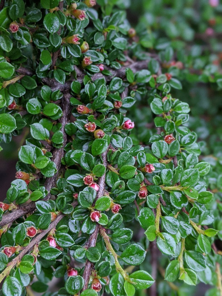 branches