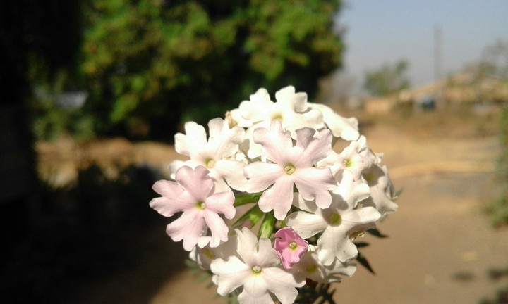 white flower