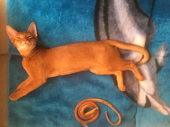 happy cat