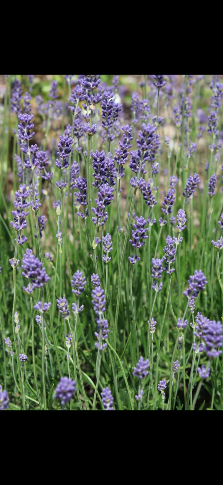 lavanda ?❤️