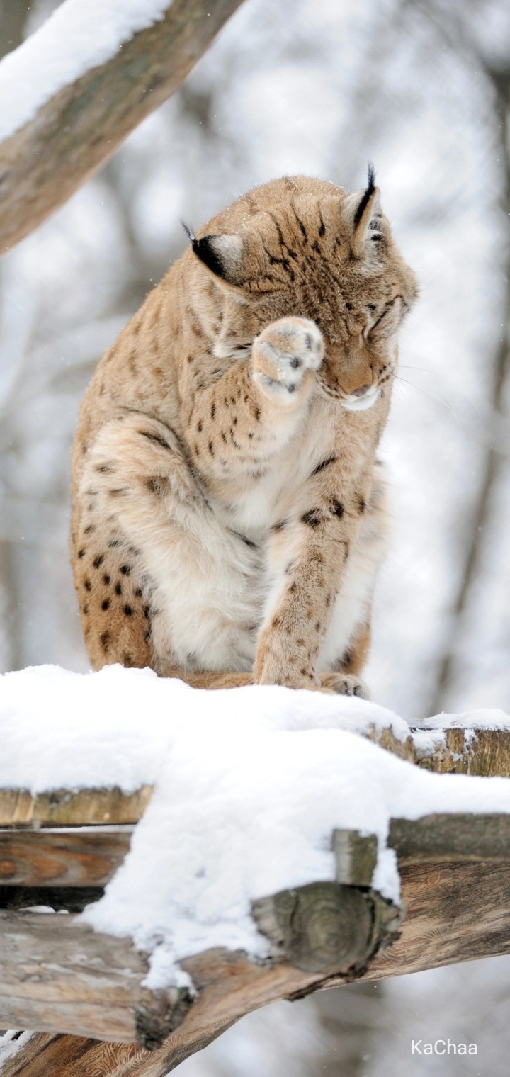 Animal...