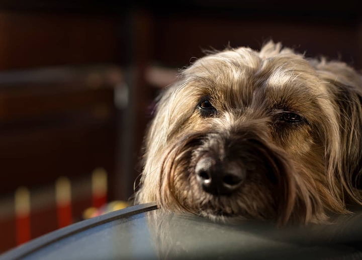 nice dog 2018