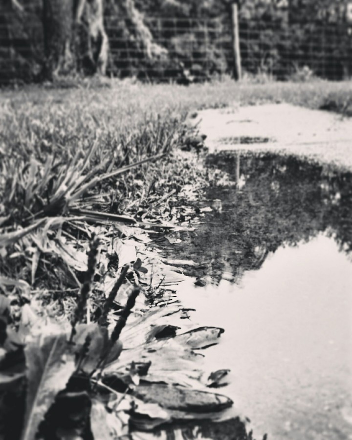 summer puddle