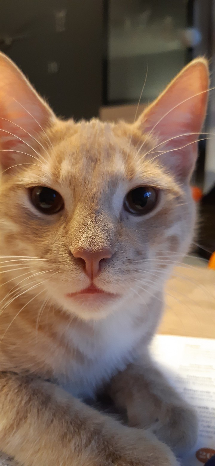 cat