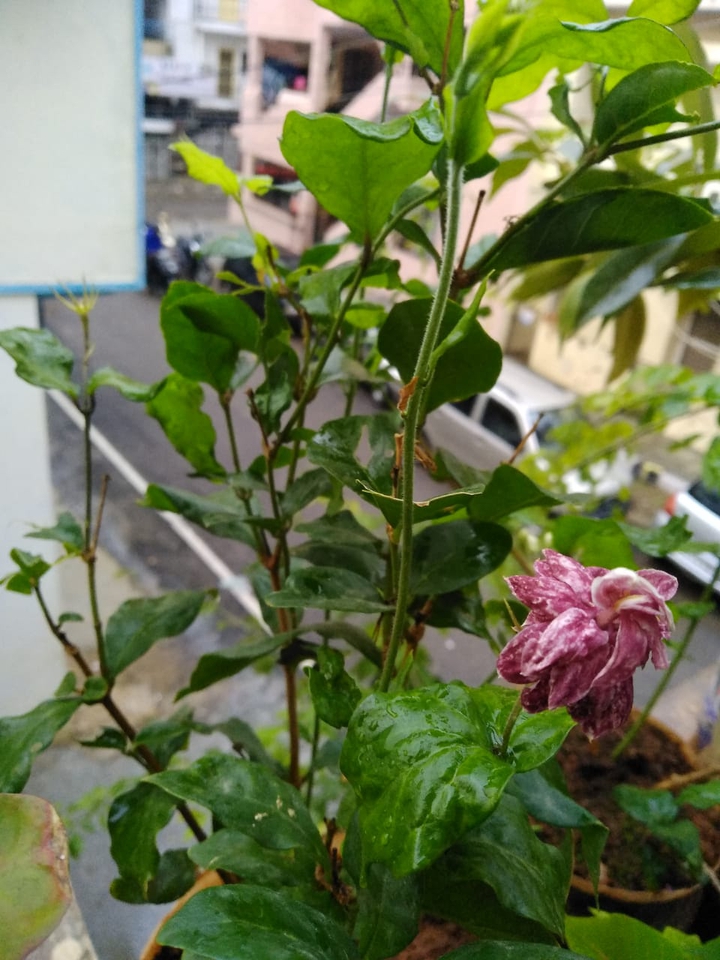 pink flowers