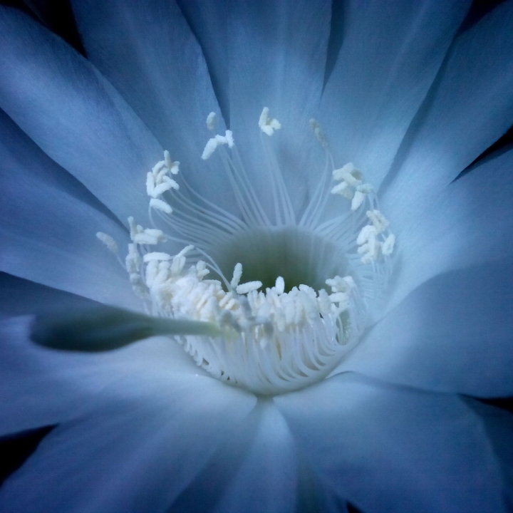 Cactus flower