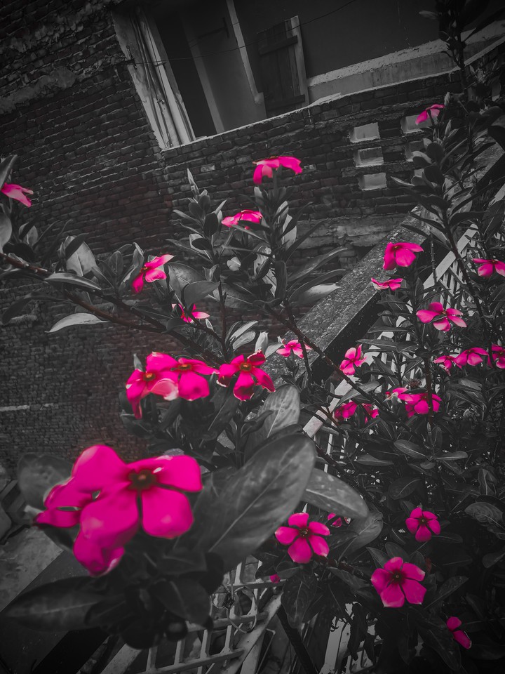 black &pink