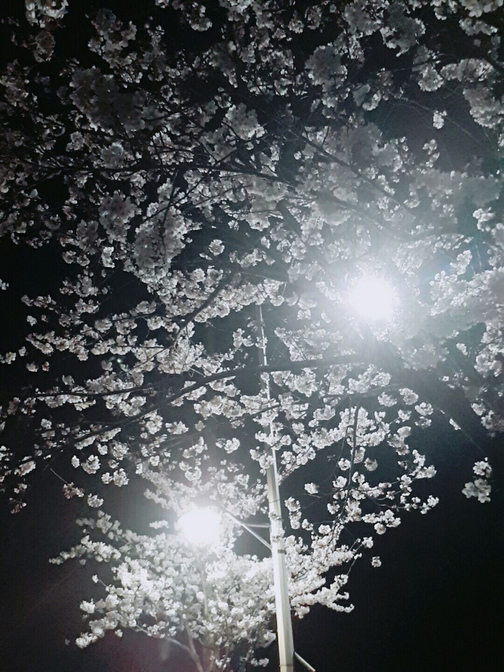 벚꽃