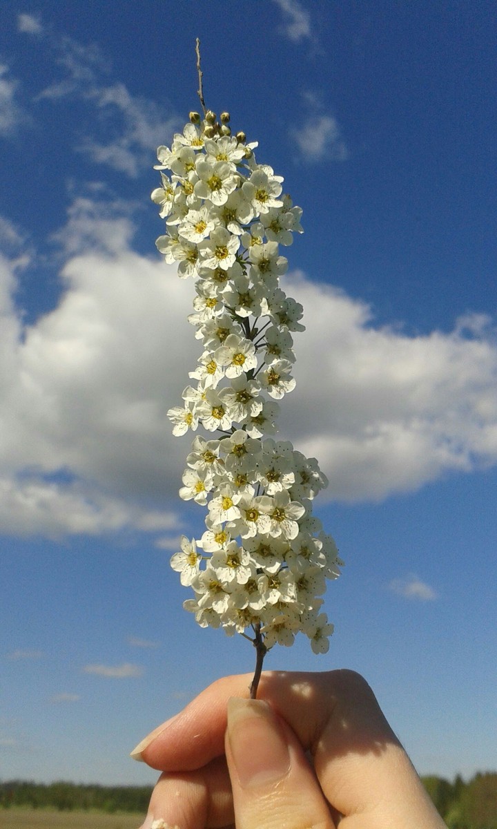 Little White Flowers
