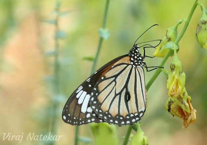 cute butterfly click by viraj