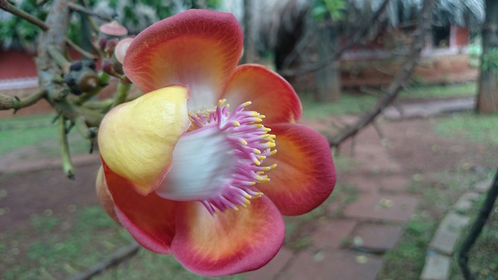 flower and defocus