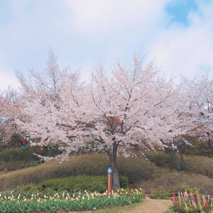 cherry blossoms