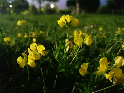 wildflower