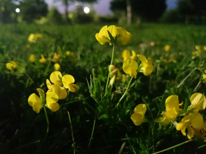 wildflower