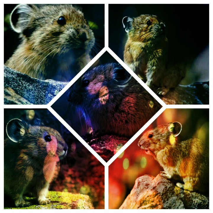 cutes!