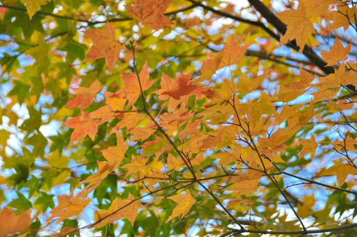 Fall