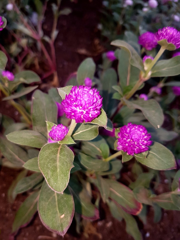 Pink Little Flower