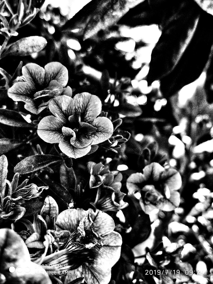 Night flower