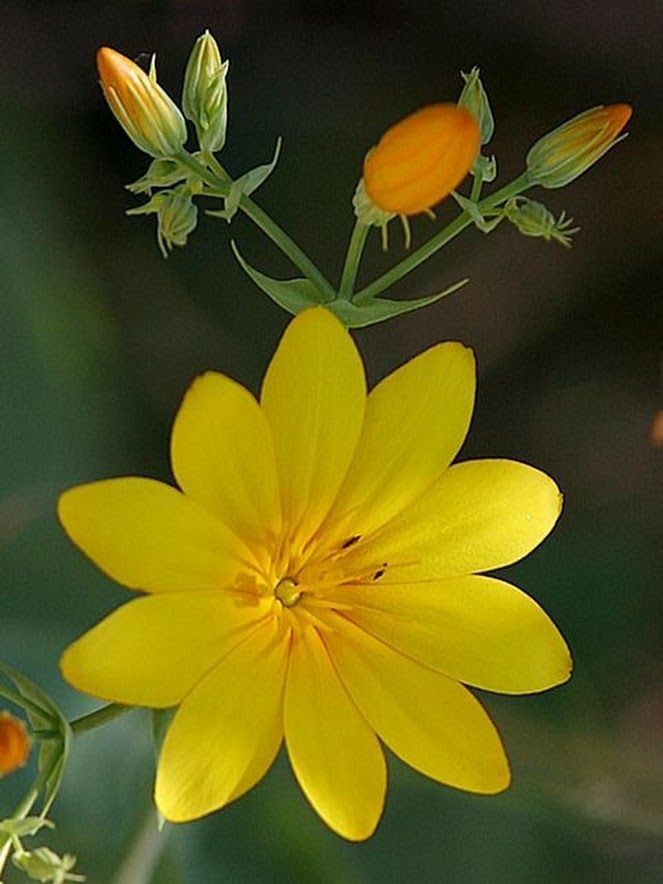 flor