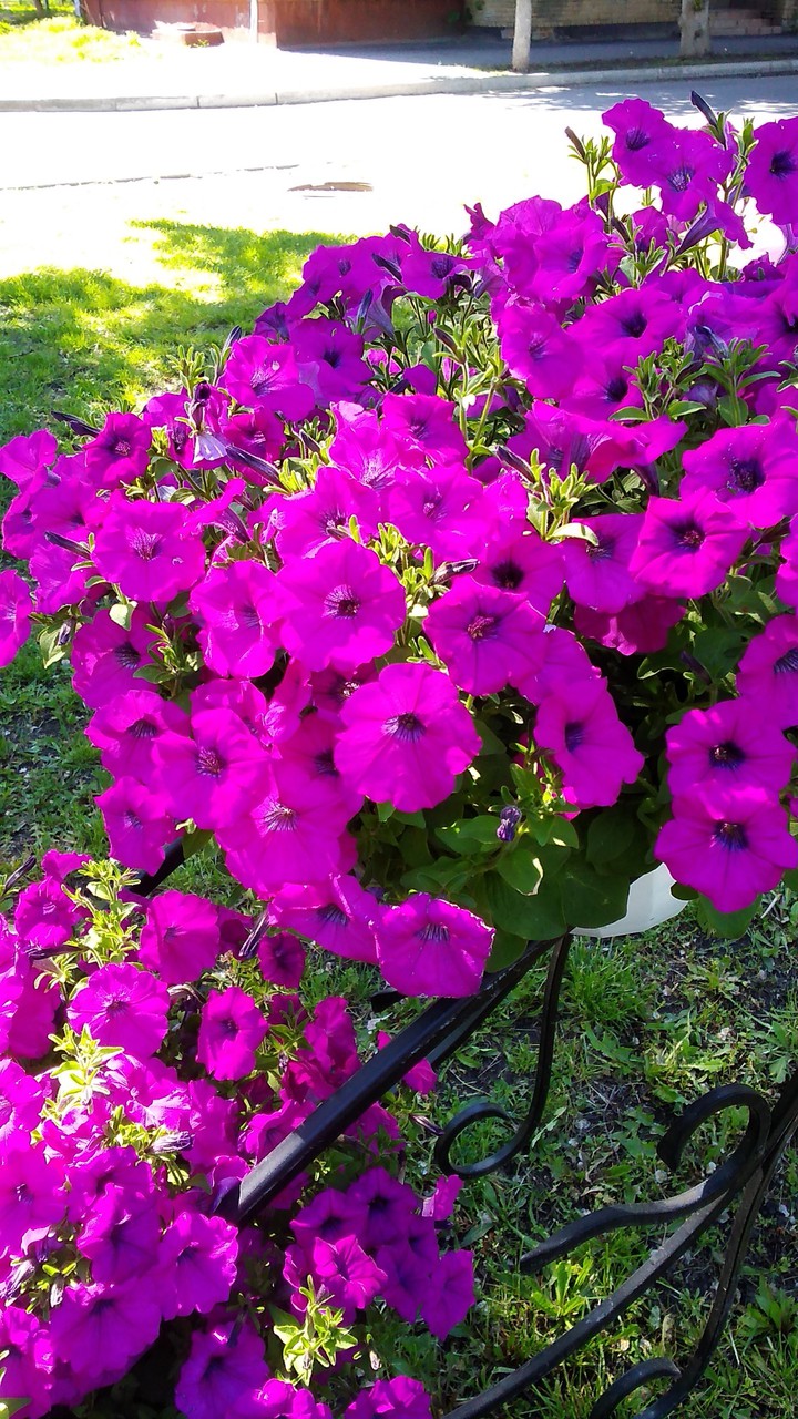 petunia