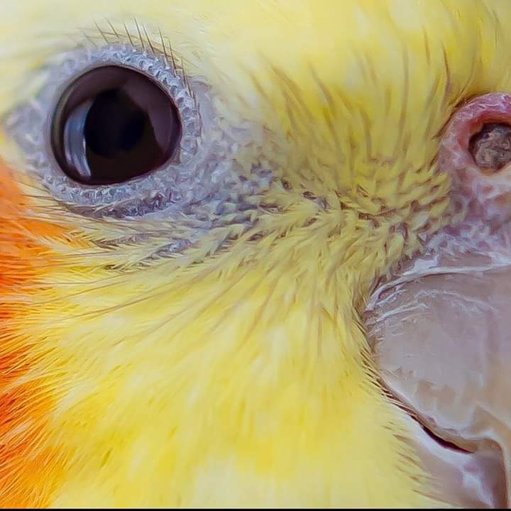 cuti