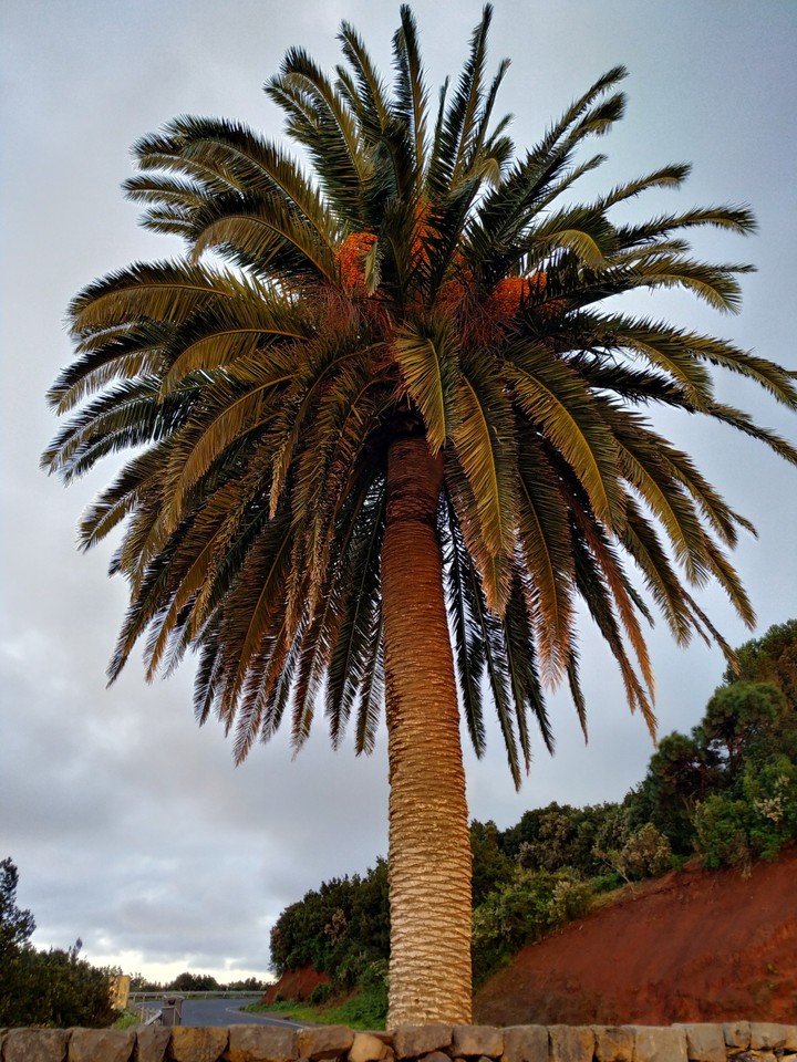 palmera