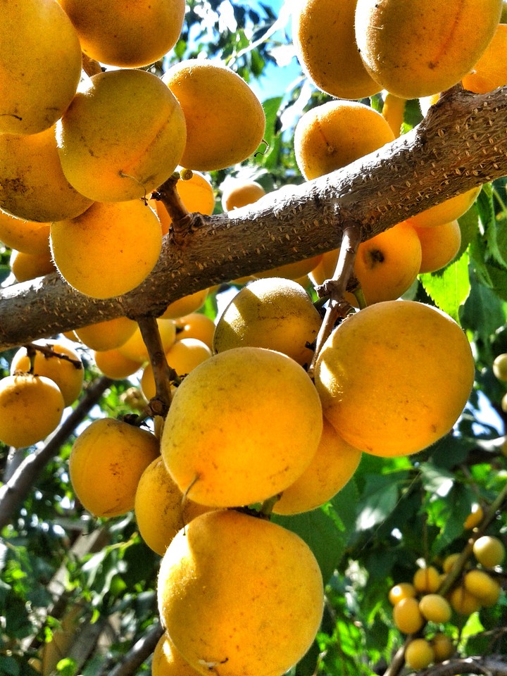 Apricots