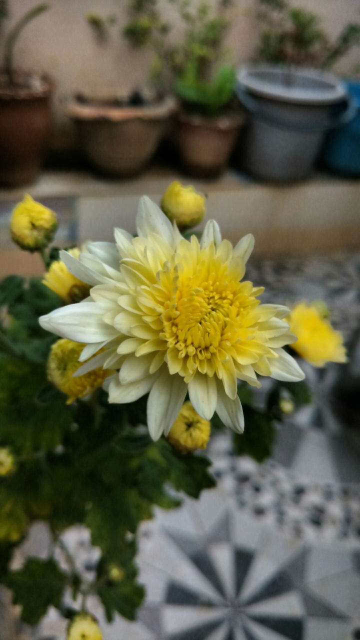 Yellow flower
