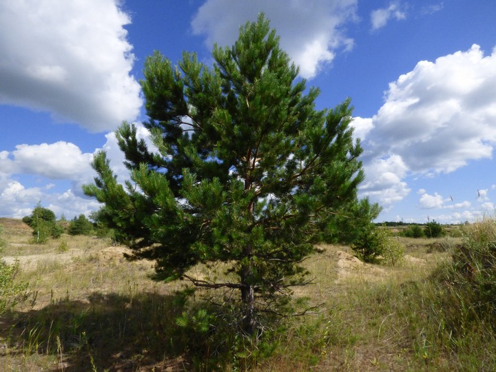 Spruce