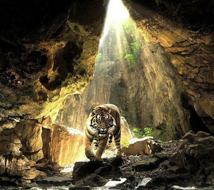 tiger