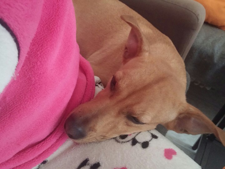 Nala