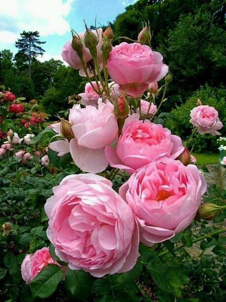 para todos que gostam de rosas